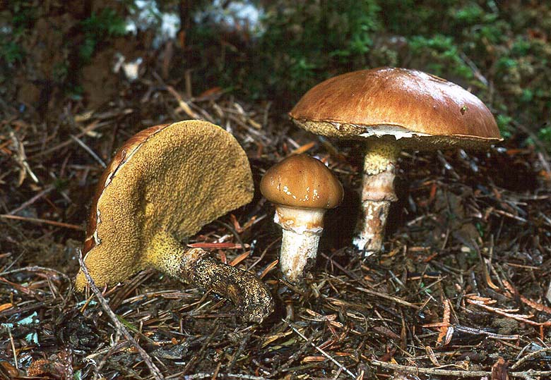 Suillus subolivaceus